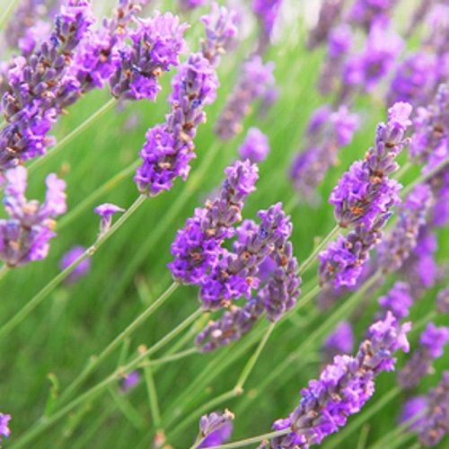 Lavender Fields Fragrance Oil - Image 2
